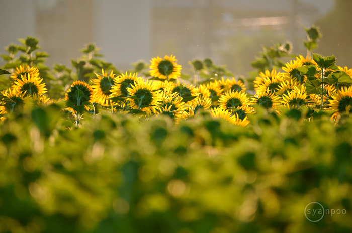 お写ん歩: 花（夏）アーカイブ